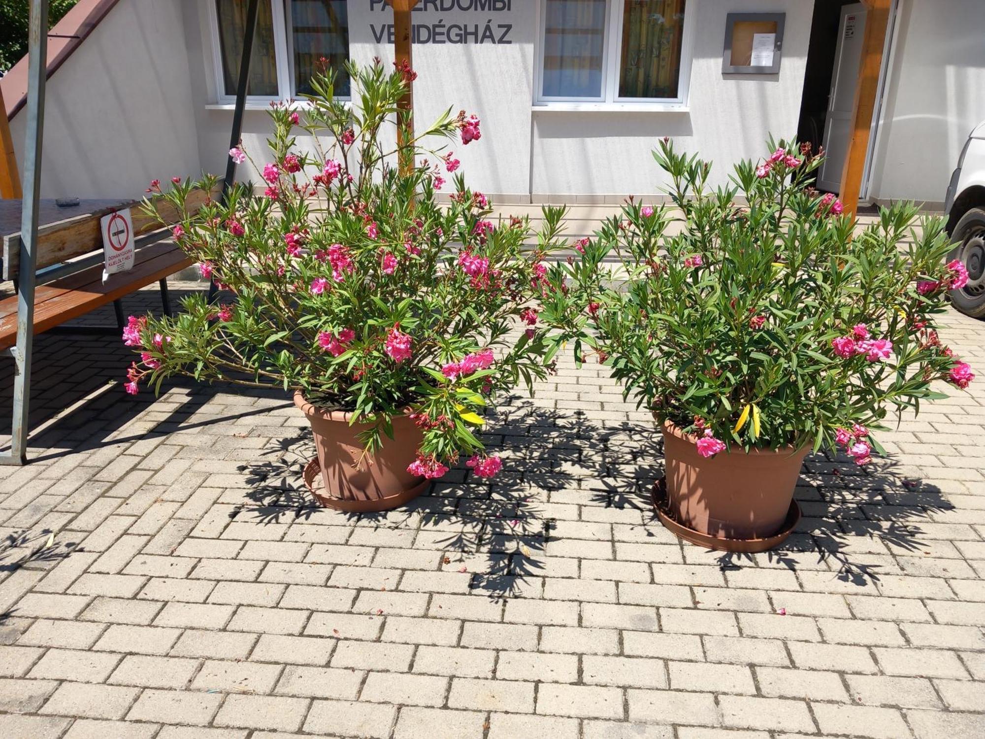 Paterdombi Vendeghaz Hotel Zalaegerszeg Ngoại thất bức ảnh